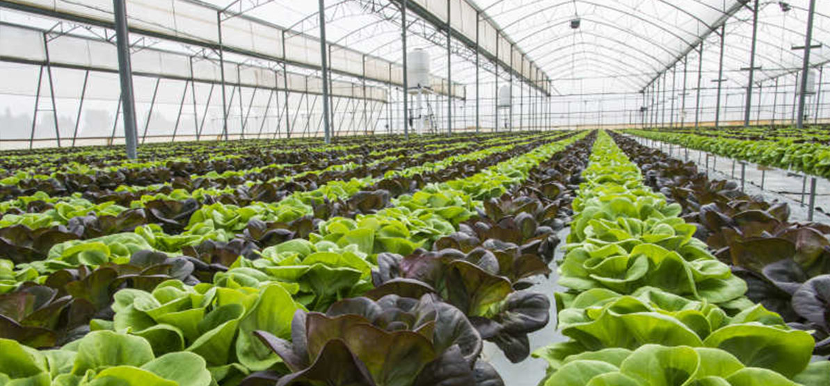 莳植/养殖行业恒温采暖