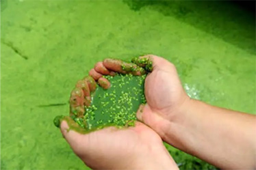 三格化粪池+人工湿地处置惩罚模式