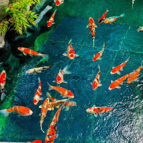 庄闲游戏园区景观鱼池