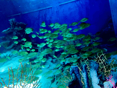 生态水情形治理