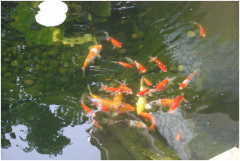 <b>景观鱼池设计注重事项及设计要点？？？？？</b>