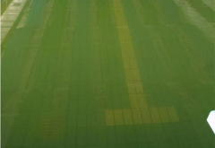 广东接连暴雨！雨后游泳池水体发绿怎么整理？？？？？